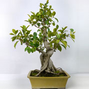 Bonsai Ficus retusa 15 anos